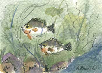 "Two Little Bluegills" by Audrey Bunchkowski, Neshkoro WI - Pen Ink & Watercolor